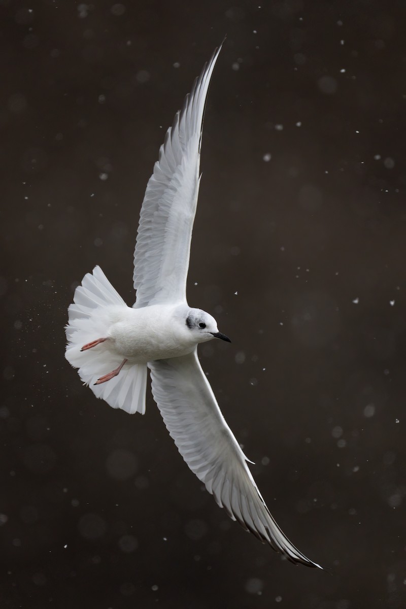 Bonaparte's Gull - ML546602731