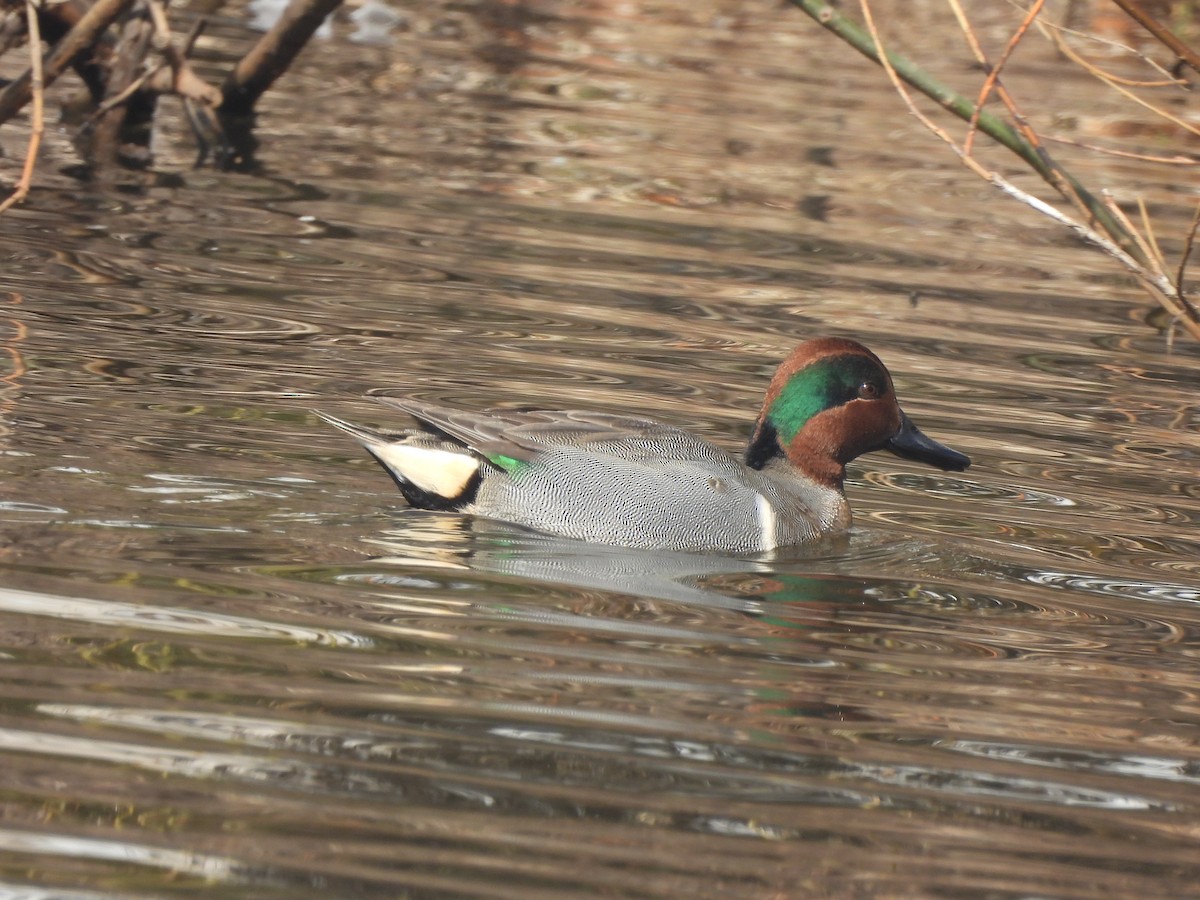 Green-winged Teal - ML546604311