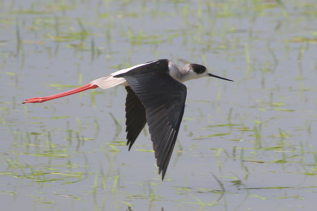 Black-winged Stilt - ML546604491