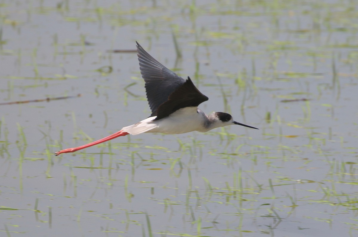 Black-winged Stilt - ML546604501