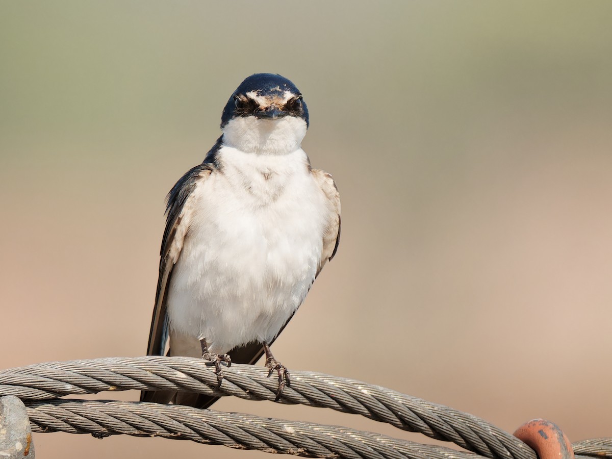 White-rumped Swallow - ML546605141