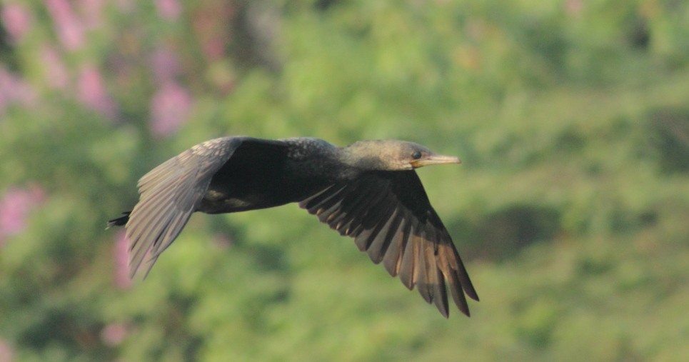 Indian Cormorant - Madhurima Das