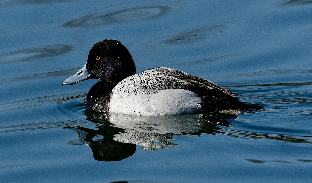 Lesser Scaup - ML546606271