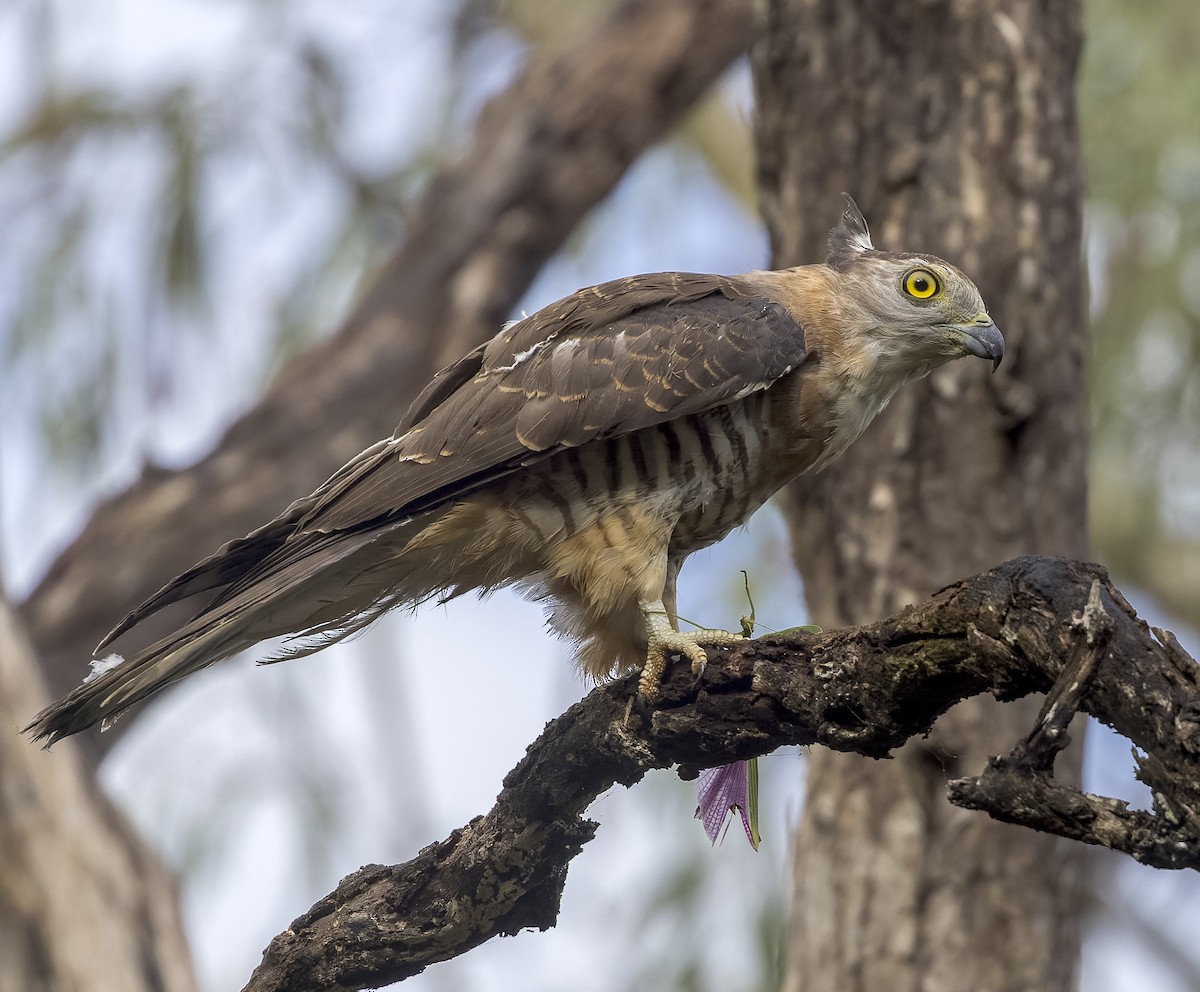 Pacific Baza - Richard Simmonds