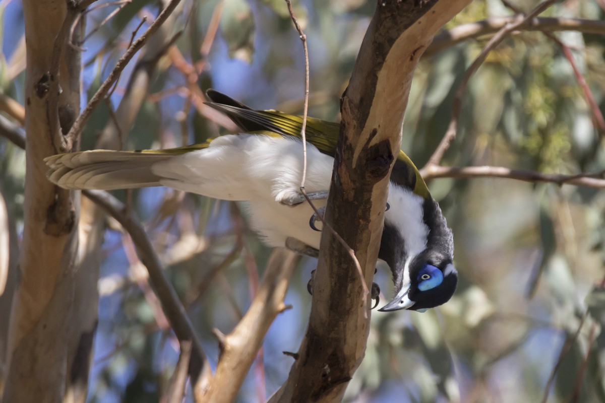 Blue-faced Honeyeater - John Cantwell