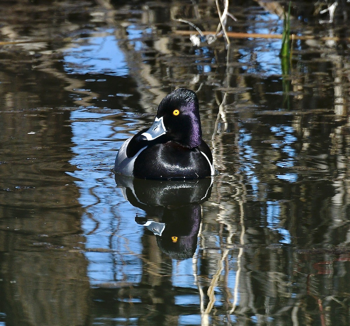 Ring-necked Duck - Norman Eshoo