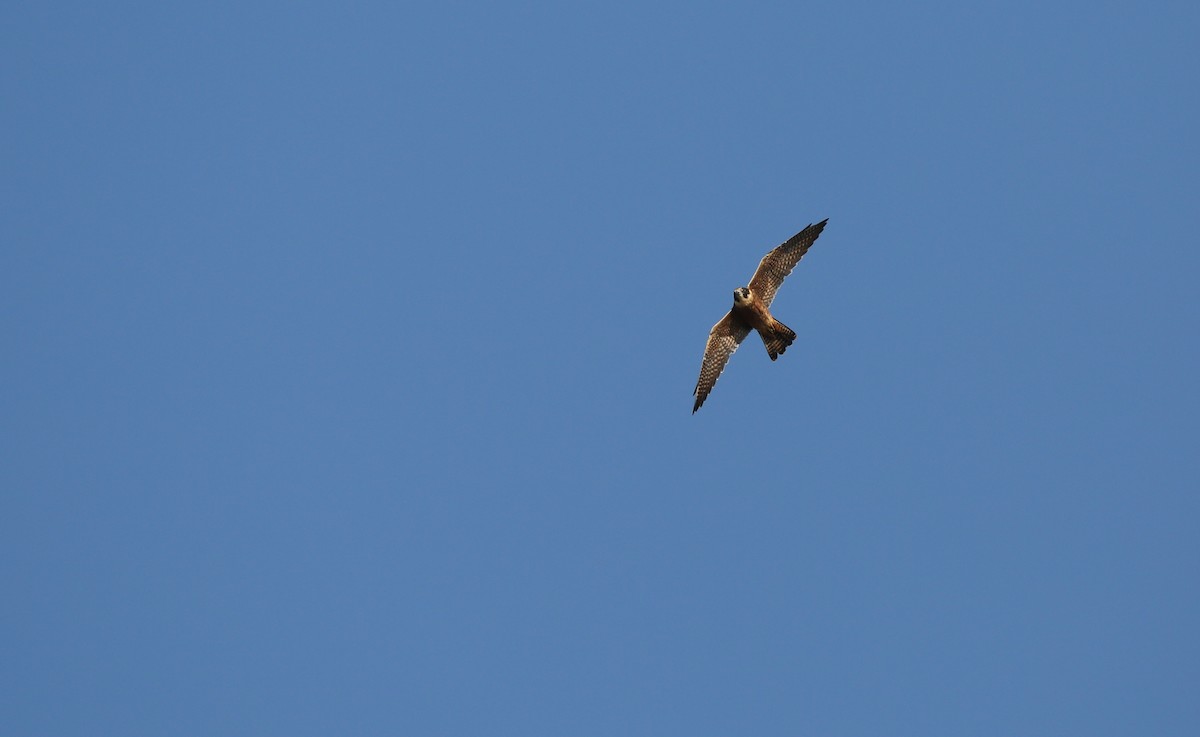 Australian Hobby - ML54660991