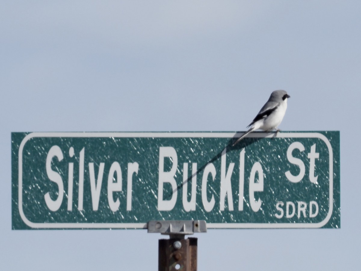 Loggerhead Shrike - ML546609911