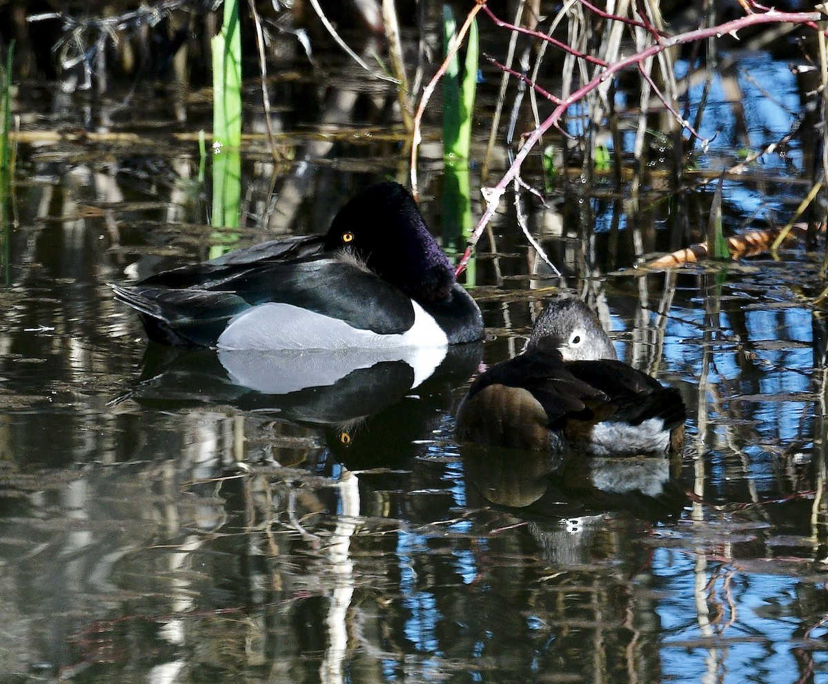 Ring-necked Duck - ML546610551