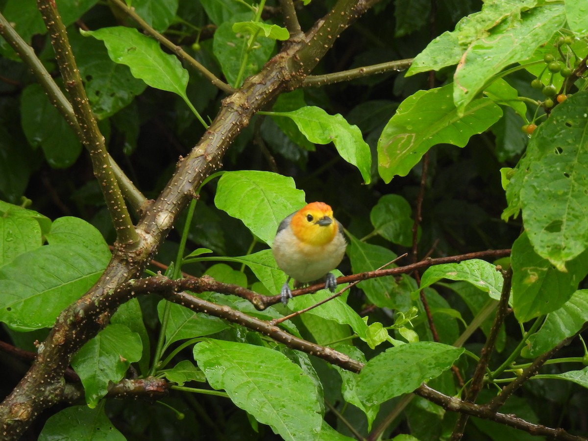 Orange-headed Tanager - ML546611271