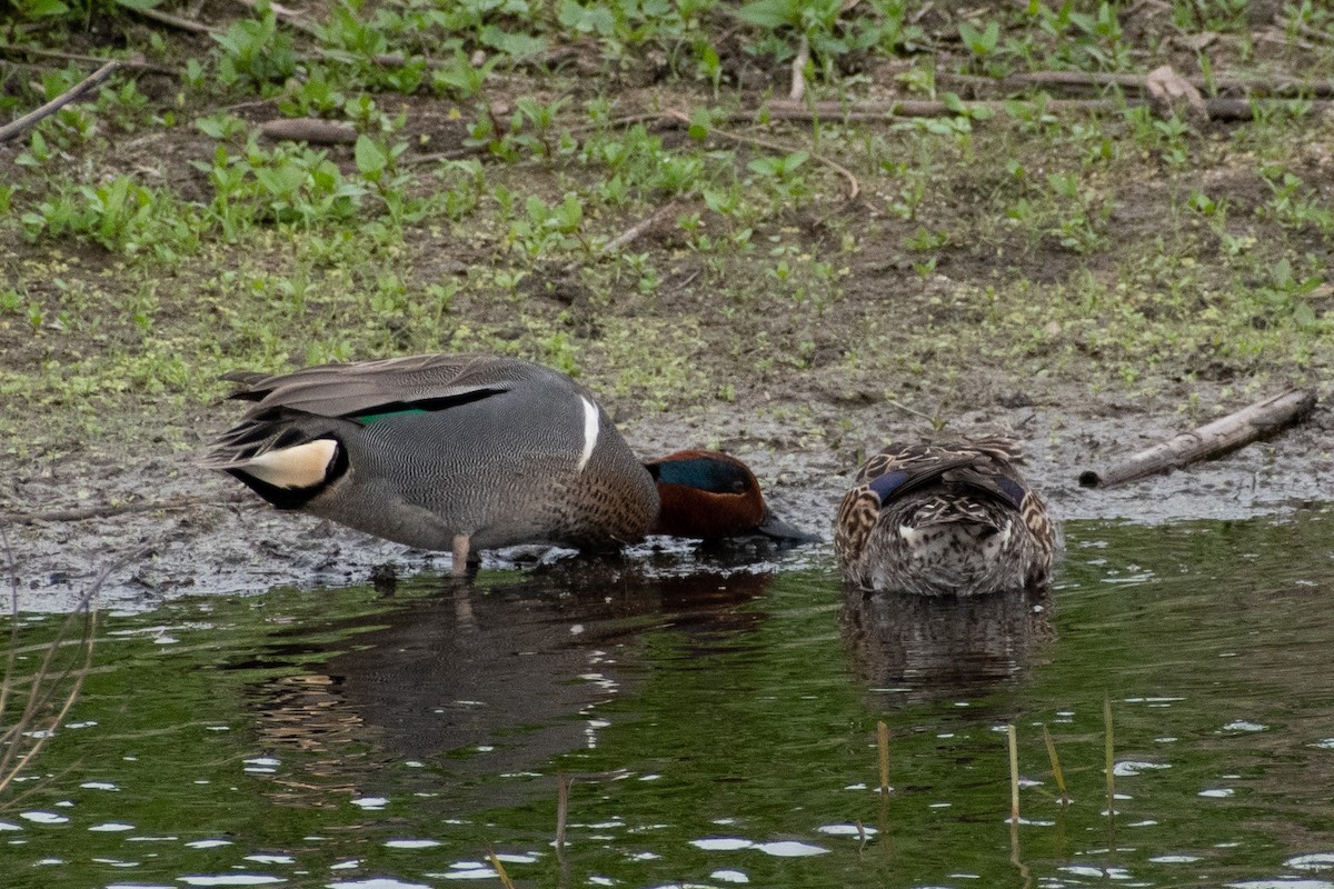 Green-winged Teal - ML546611281