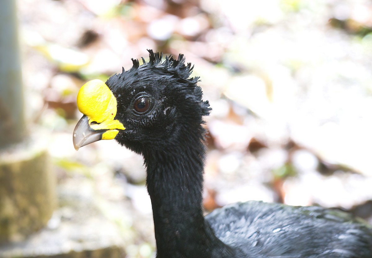 Great Curassow - DAB DAB