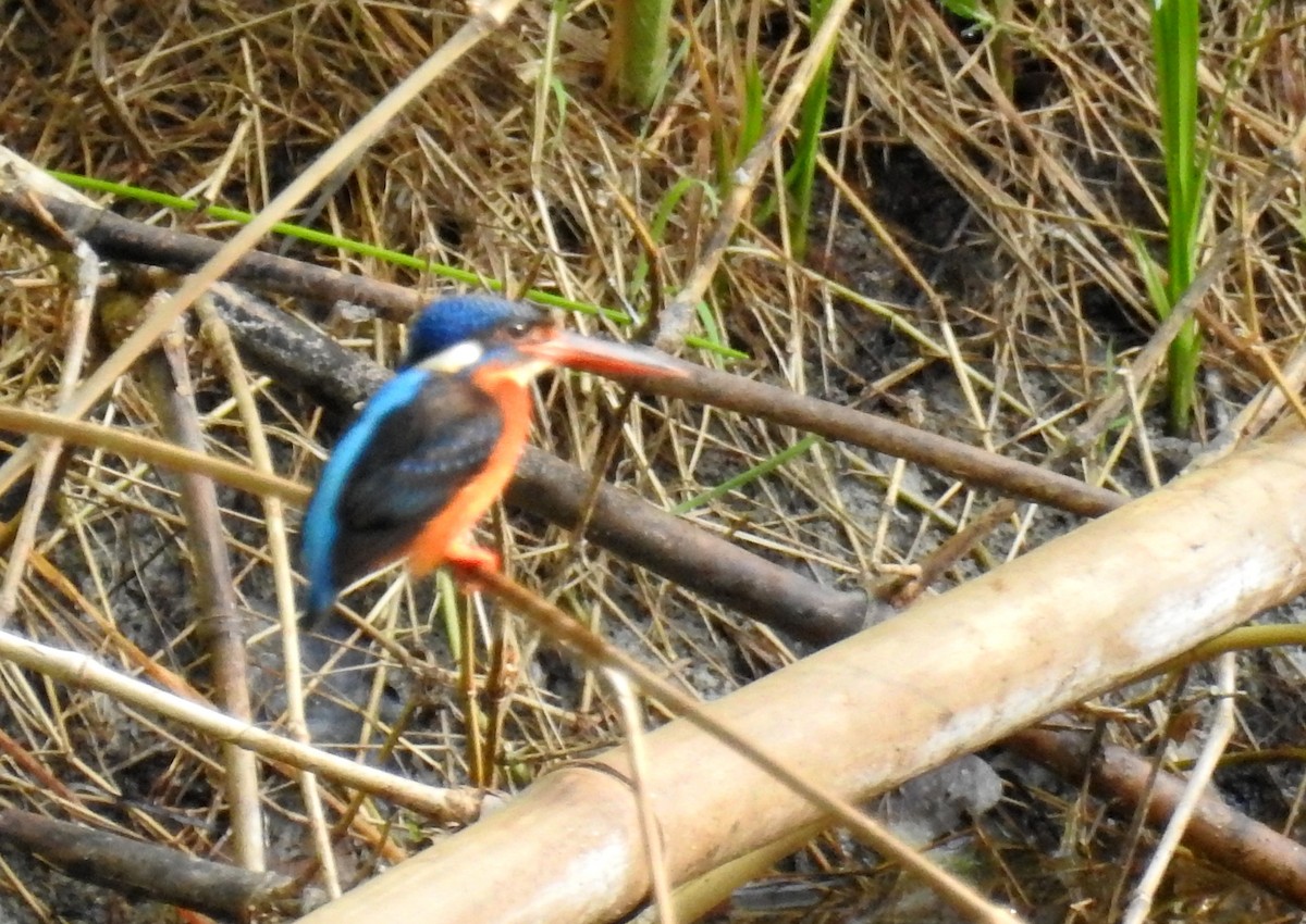 Blue-eared Kingfisher - Suhel Quader