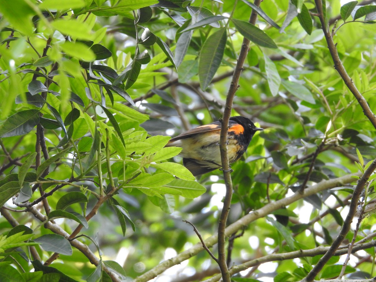 American Redstart - ML546611791