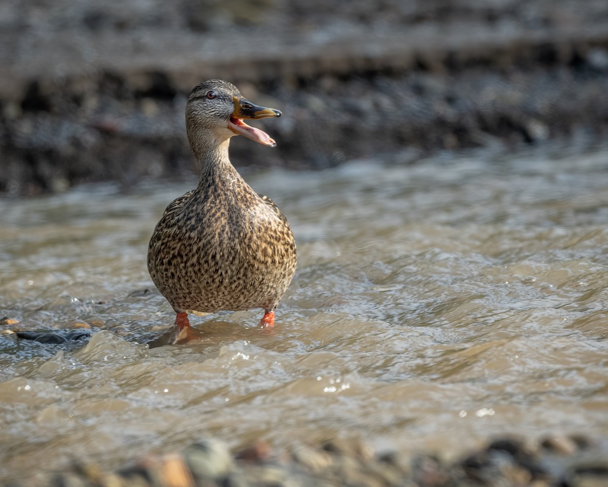 Mallard - Sue Cook