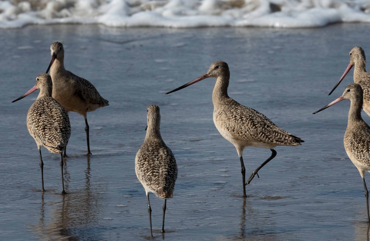 Marbled Godwit - Sue Cook