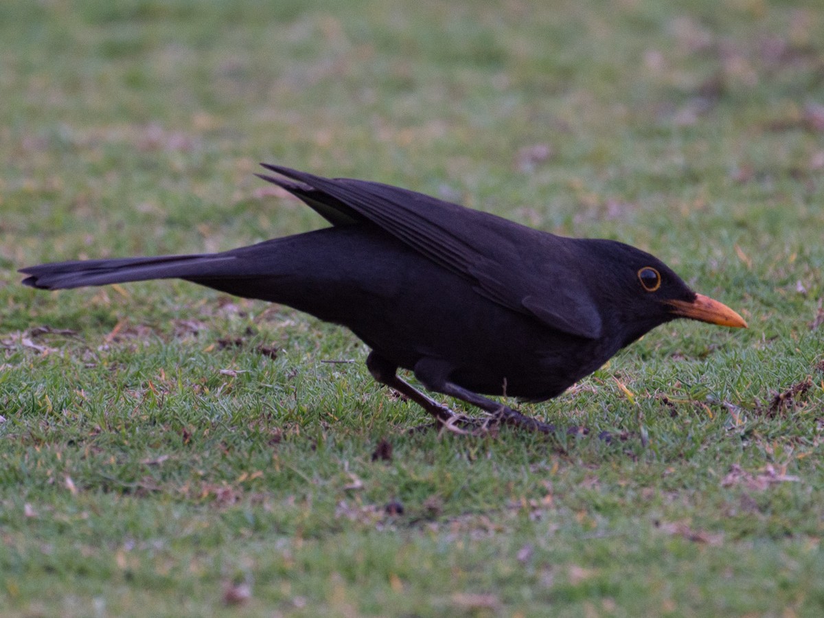 Eurasian Blackbird - ML54661241