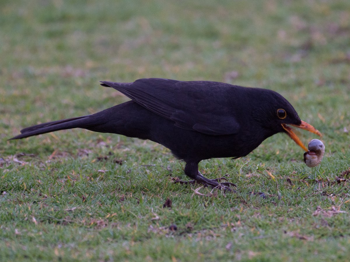 Eurasian Blackbird - ML54661251