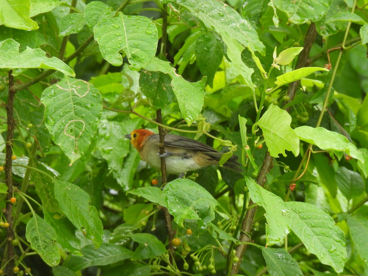 Orange-headed Tanager - ML546612541