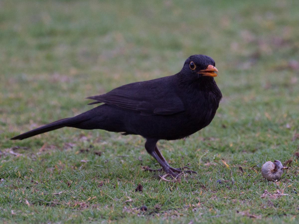 Eurasian Blackbird - ML54661261