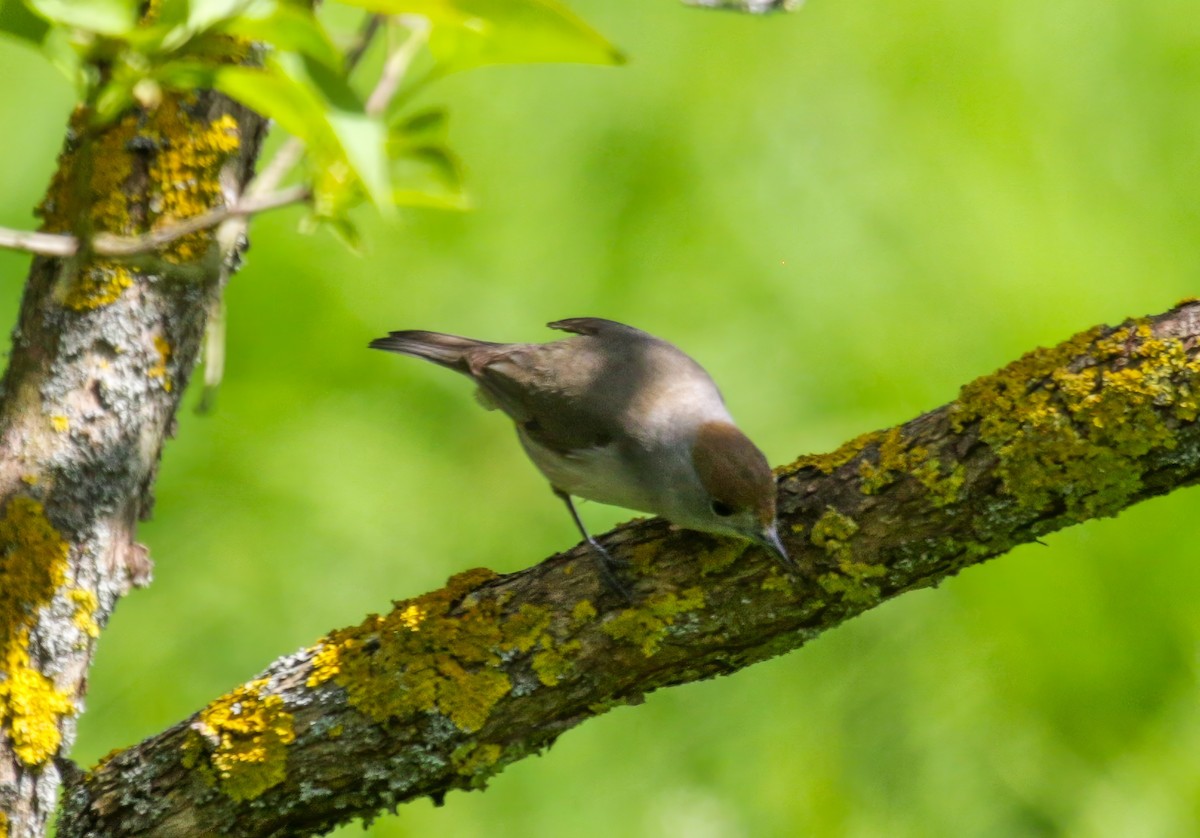 Халимагт зэржгэнэ - ML546613301