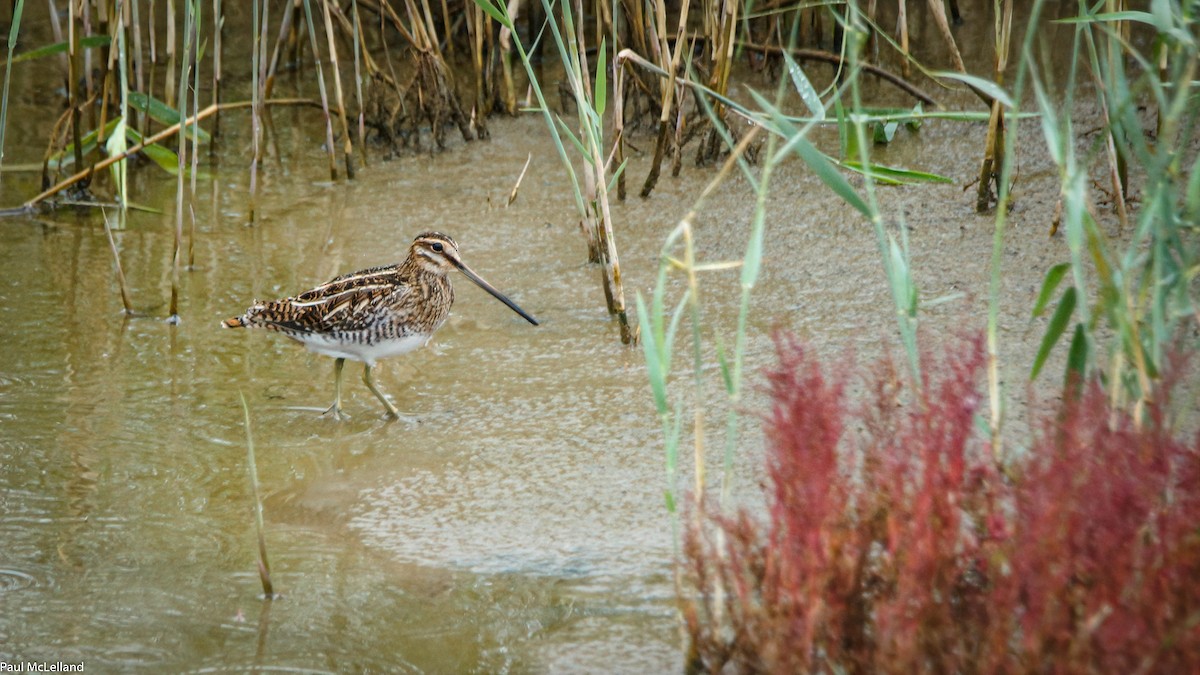 Common Snipe - ML546613711