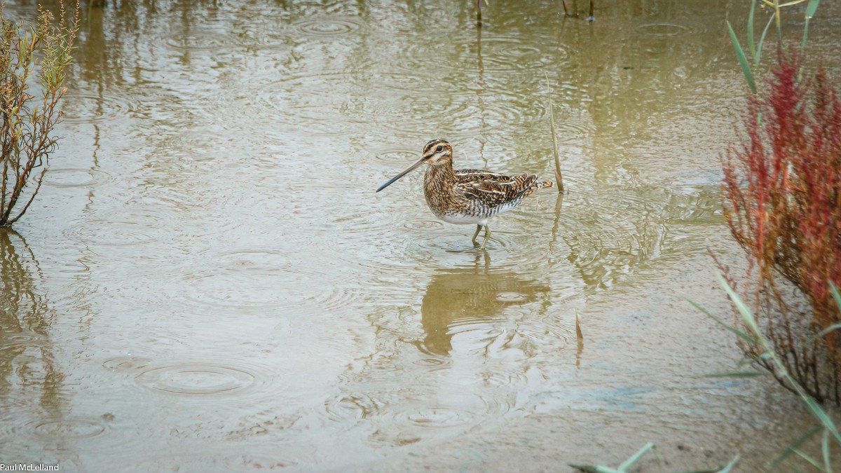 Common Snipe - ML546613741