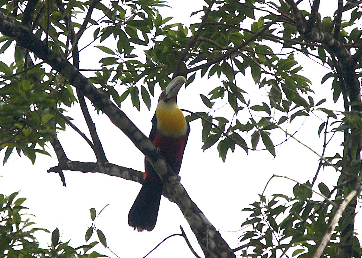 Toucan à ventre rouge - ML546614371