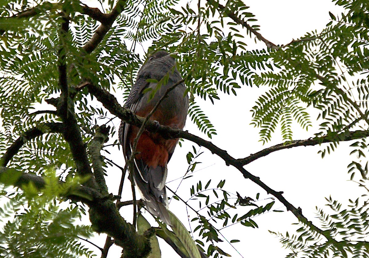 trogon surucua - ML546614381