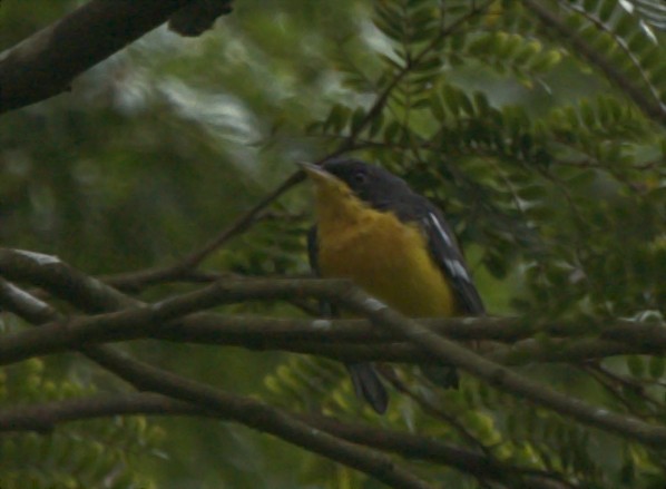 Tropical Parula - Patrícia Hanate