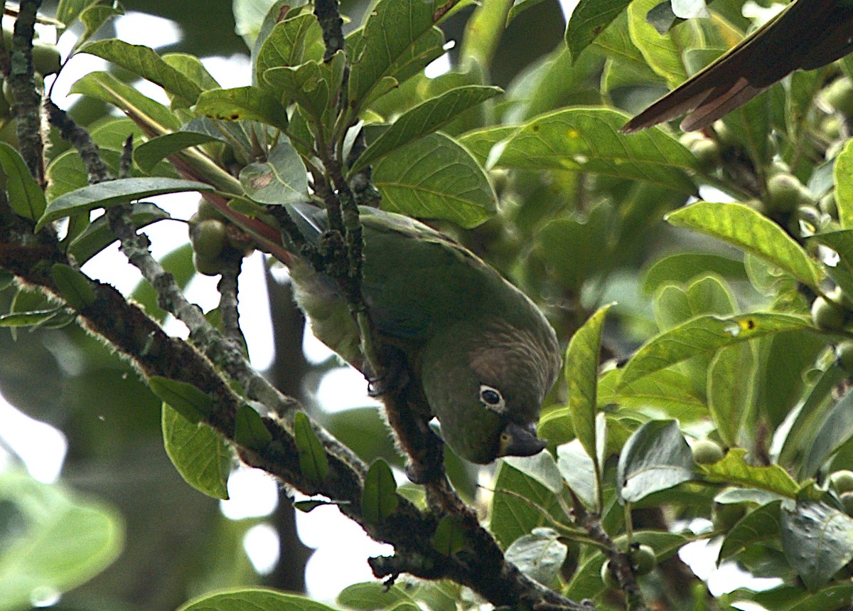 Maroon-bellied Parakeet - Patrícia Hanate