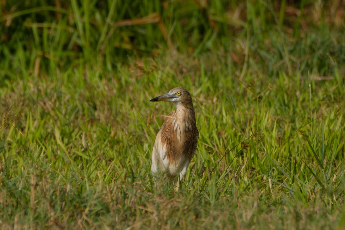 Javan Pond-Heron - ML546615591