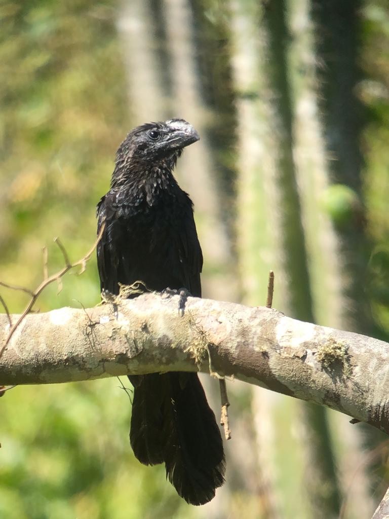 Smooth-billed Ani - ML546615711