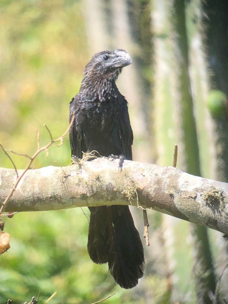 Smooth-billed Ani - ML546615741