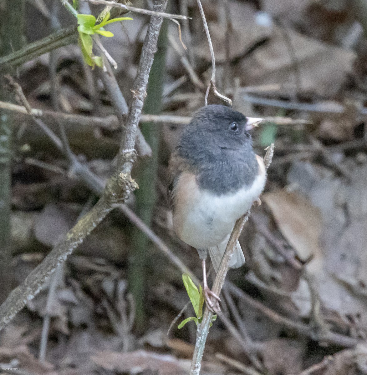 Dark-eyed Junco - ML546615831