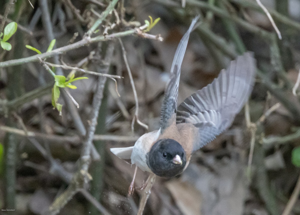 Dark-eyed Junco - ML546615841