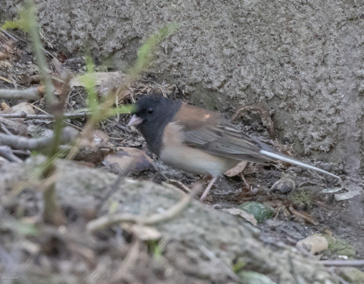 Dark-eyed Junco - ML546615851