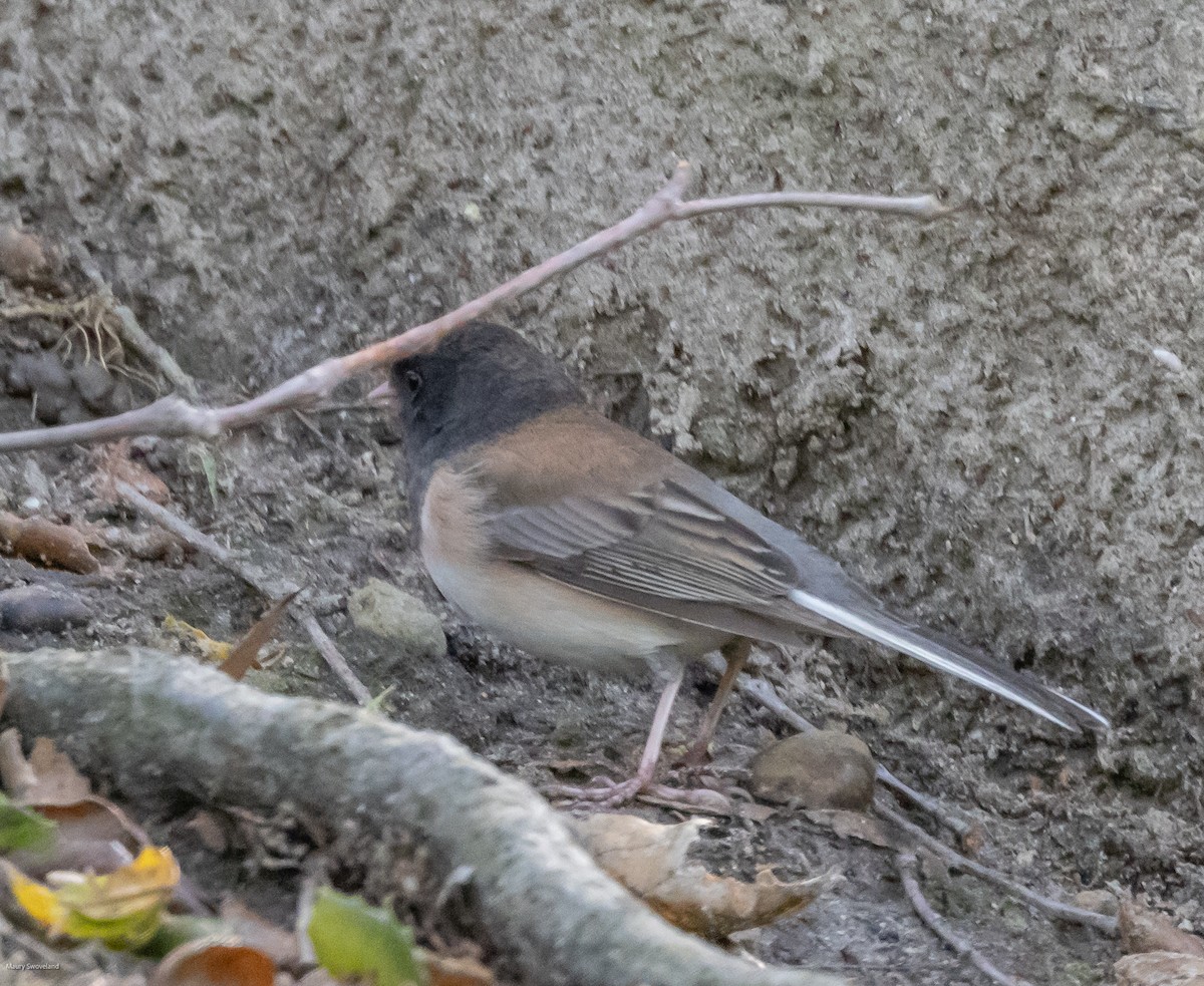 Dark-eyed Junco - ML546615861