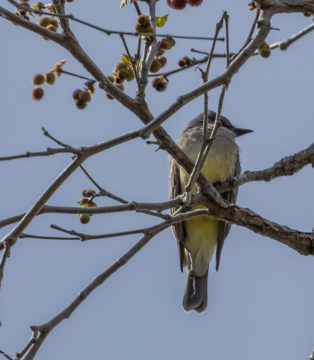 Cassin's Kingbird - ML546615951