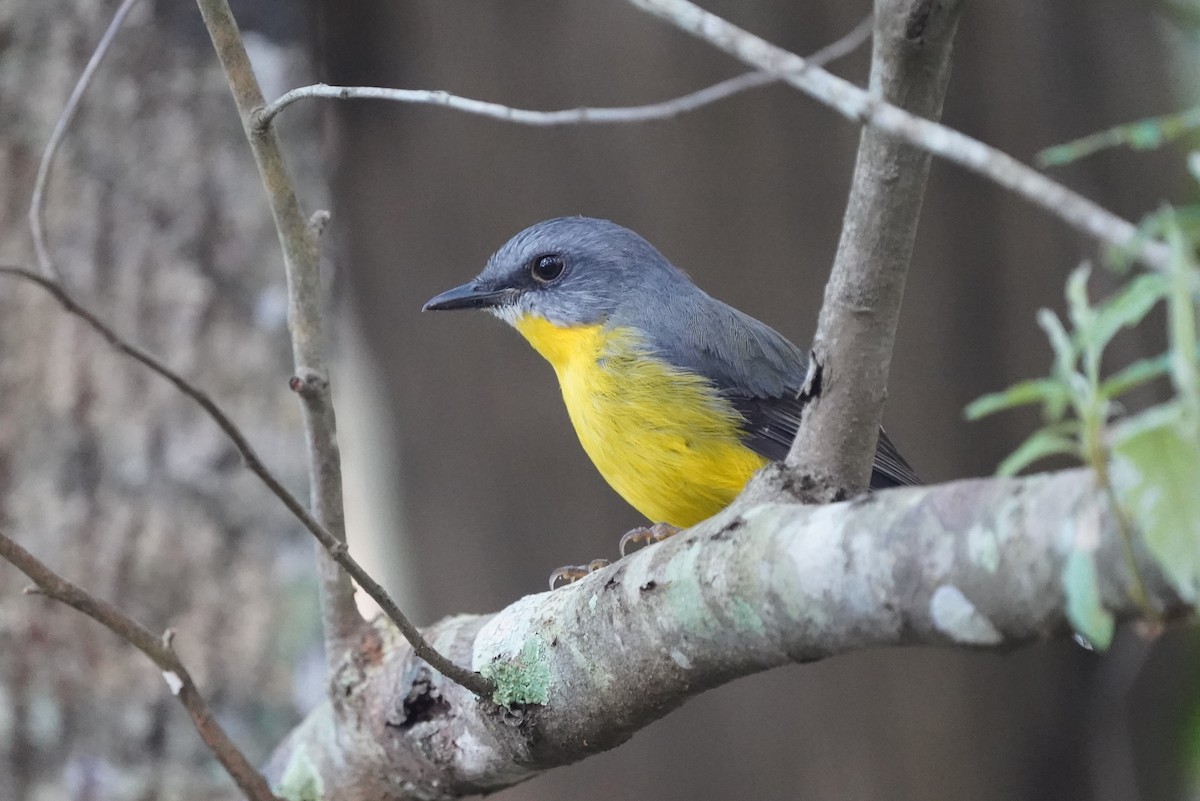 Eastern Yellow Robin - ML546616051