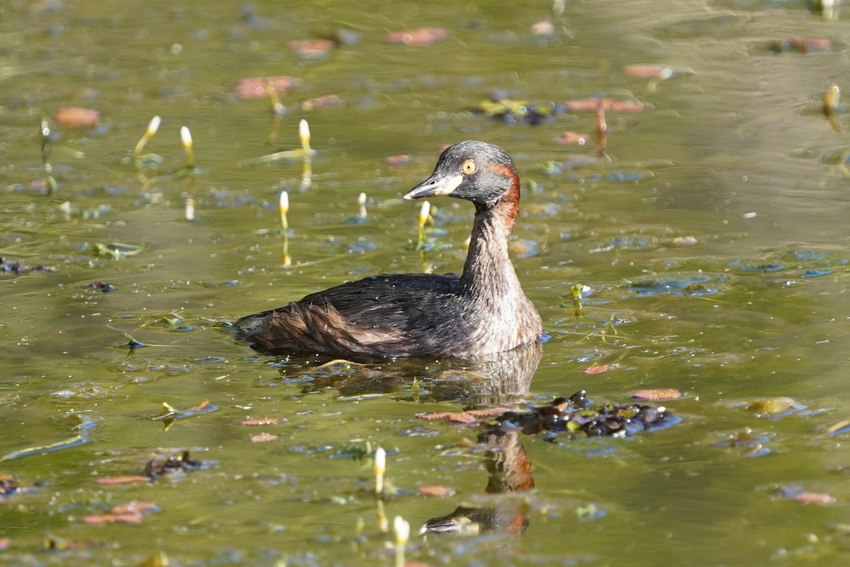 Australasian Grebe - ML546616111