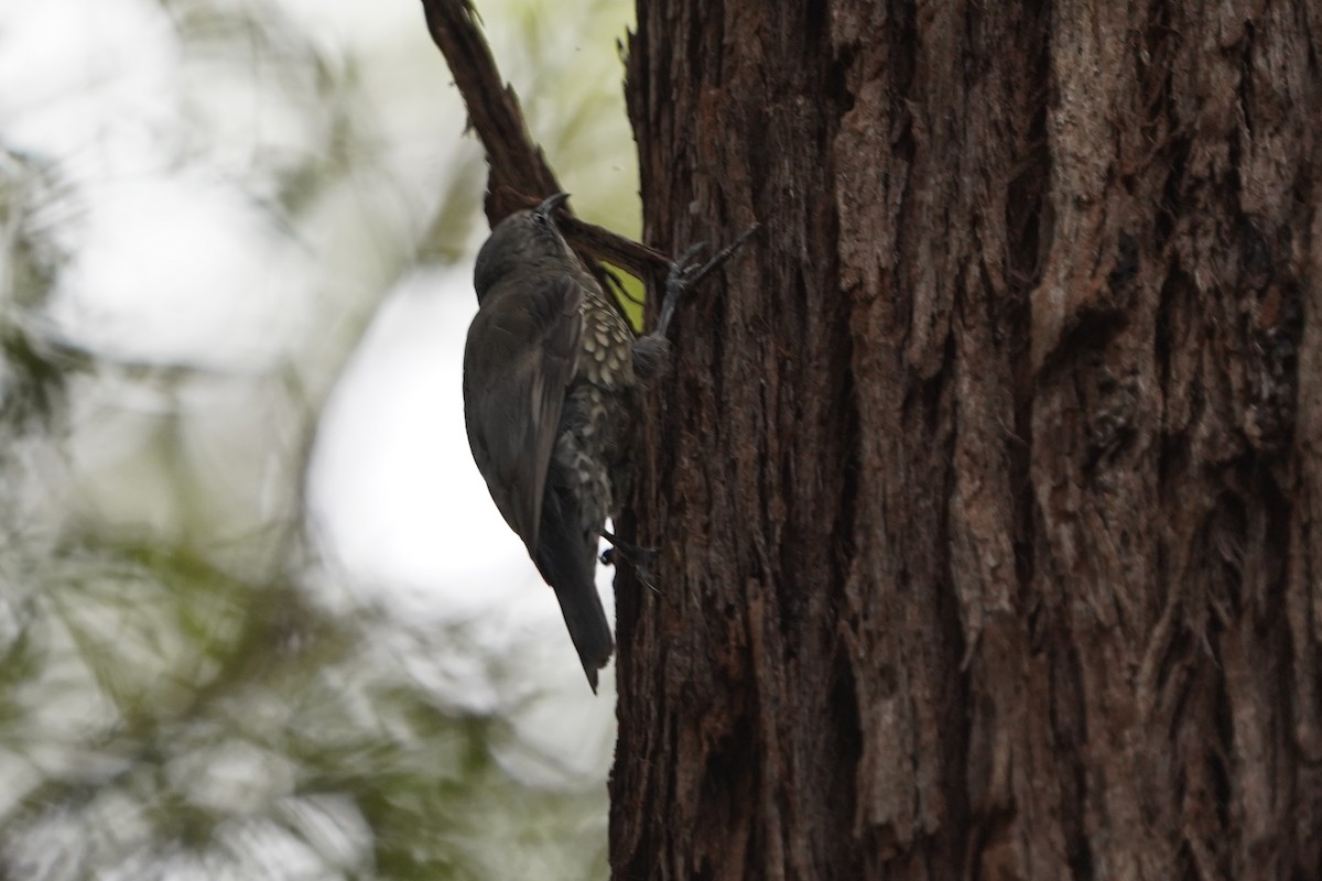 White-throated Treecreeper - ML546616141