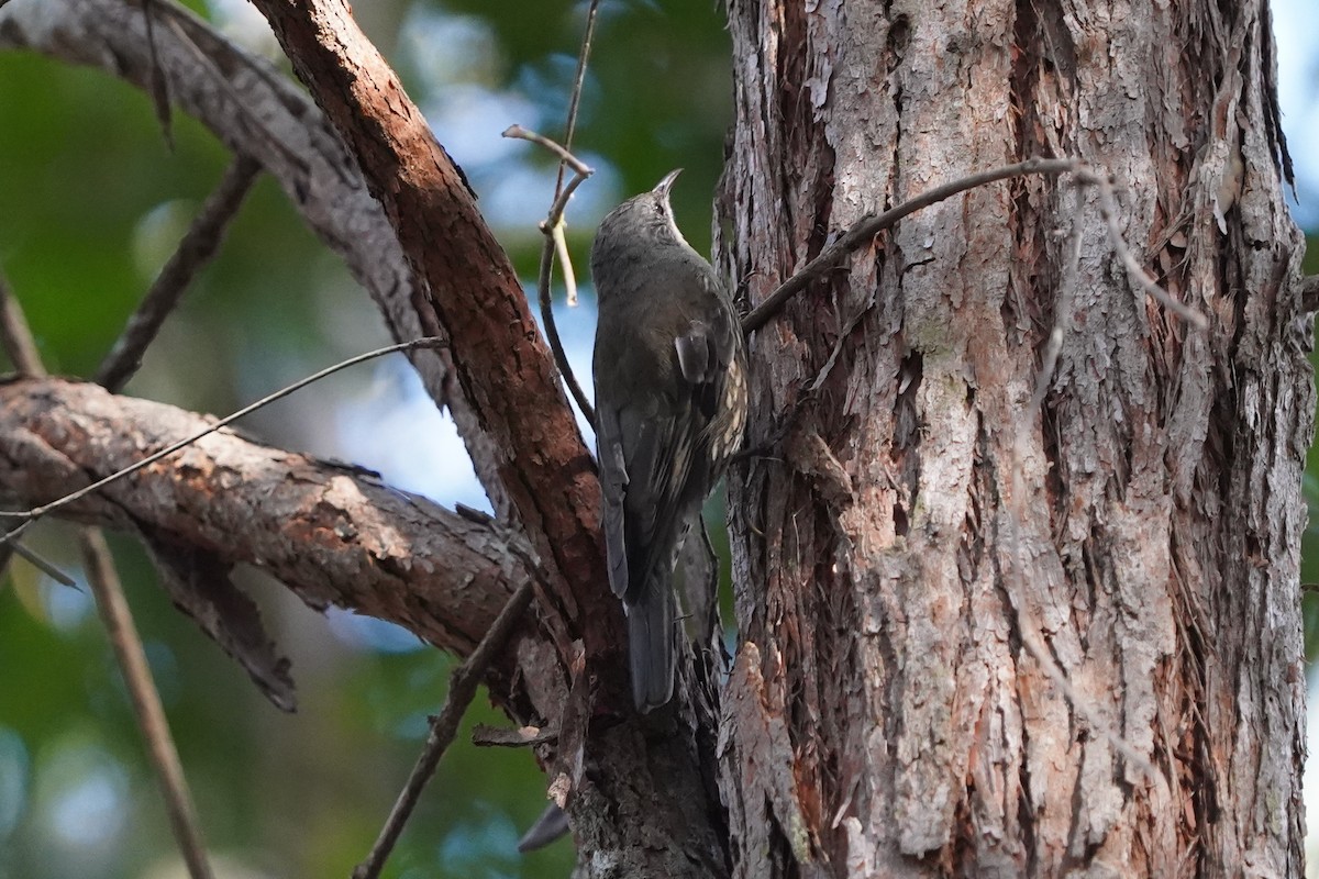 White-throated Treecreeper - ML546616151