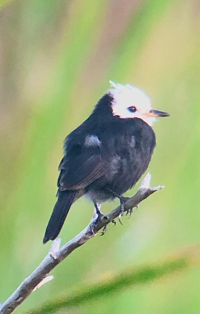 White-headed Marsh Tyrant - ML546616291