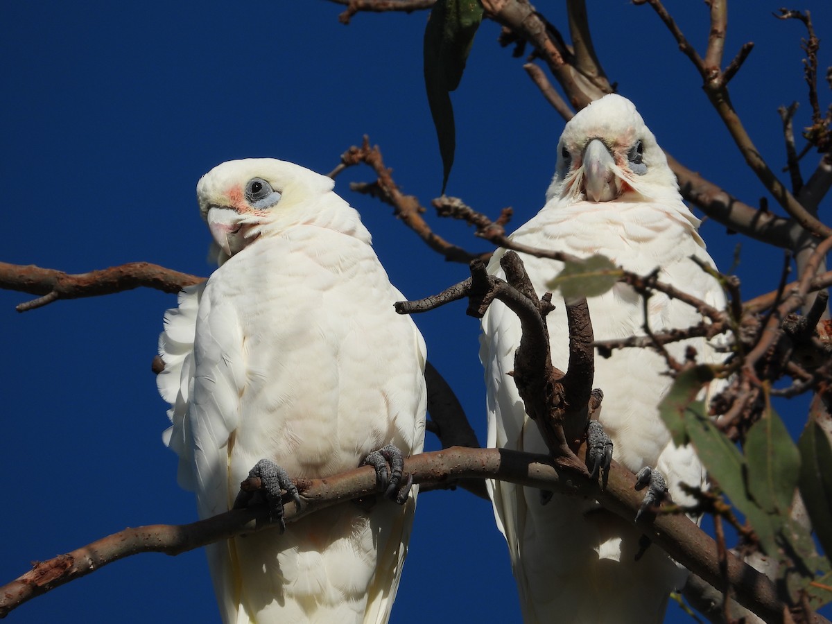 Little Corella - ML546616331