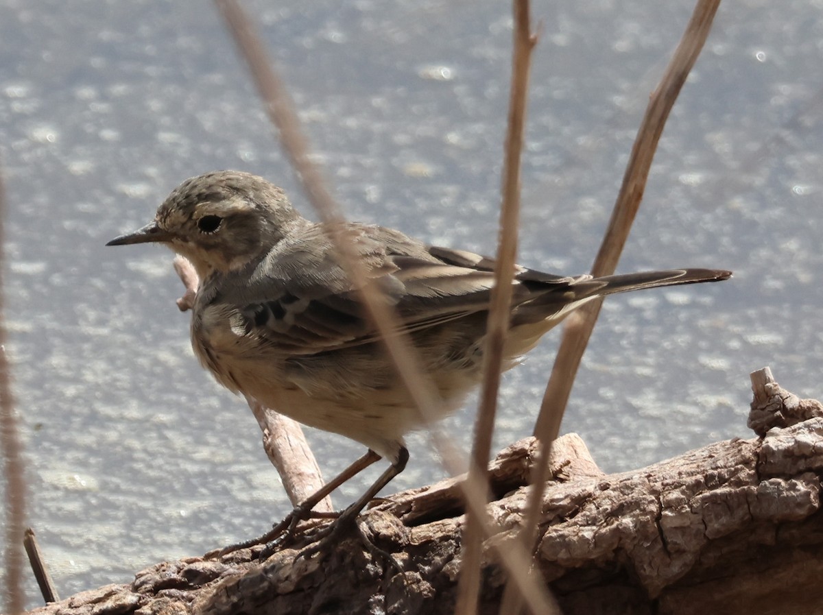 American Pipit - Steven Hemenway