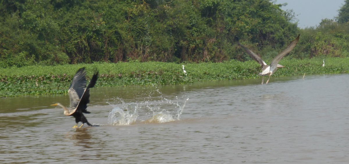 Oriental Darter - ML546616801