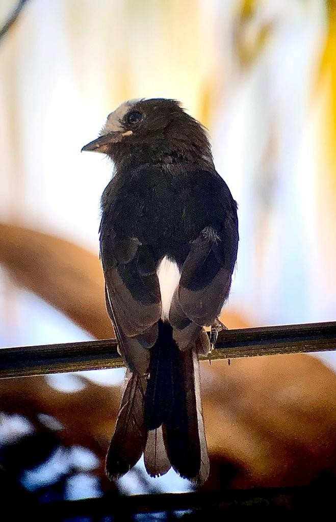 Long-tailed Tyrant - ML546616811