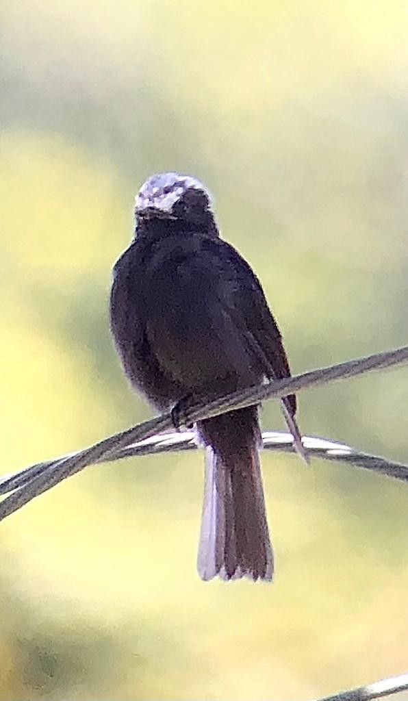 Long-tailed Tyrant - ML546616821