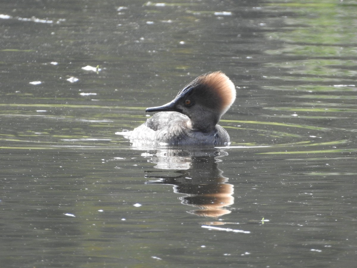 Hooded Merganser - ML546617041